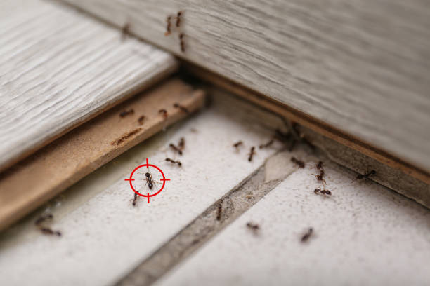 Best Local Pest Control Services  in Silver Springs, FL