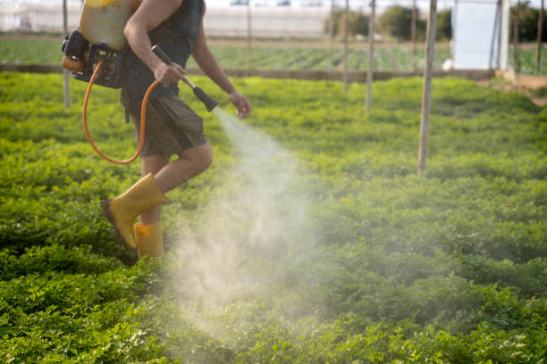 Best Ant Control Services  in Silver Springs, FL
