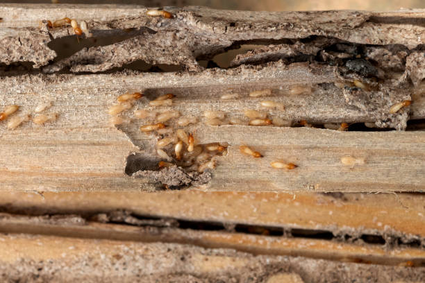 Best Affordable Pest Control Services  in Silver Springs, FL
